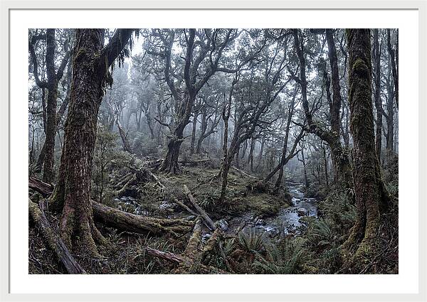 Mystical Serenity Of Bialowieza Forest