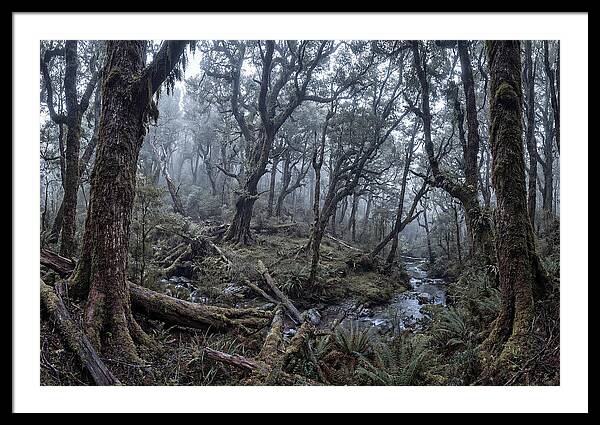 Mystical Serenity Of Bialowieza Forest