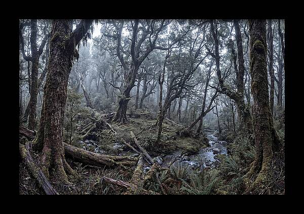 Mystical Serenity Of Bialowieza Forest
