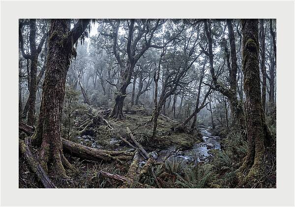 Mystical Serenity Of Bialowieza Forest