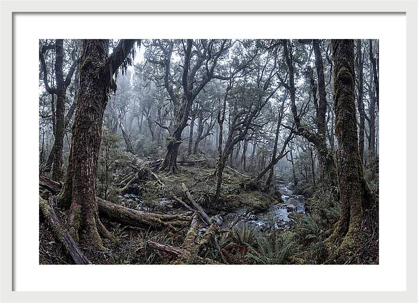 Mystical Serenity Of Bialowieza Forest