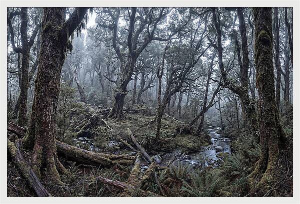 Mystical Serenity Of Bialowieza Forest