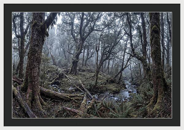 Mystical Serenity Of Bialowieza Forest