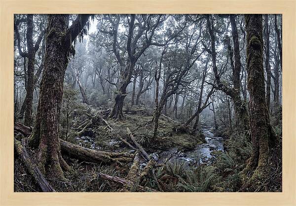 Mystical Serenity Of Bialowieza Forest