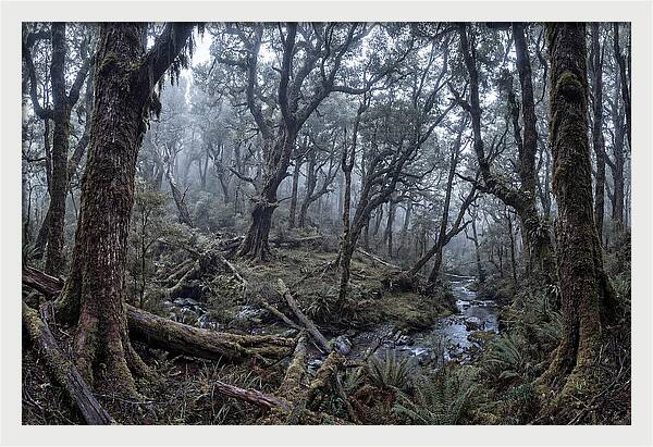 Mystical Serenity Of Bialowieza Forest