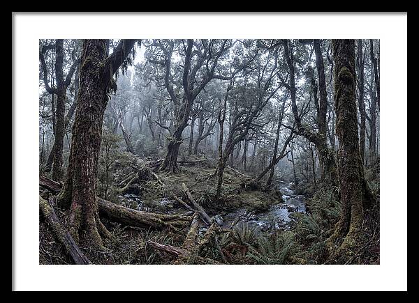 Mystical Serenity Of Bialowieza Forest