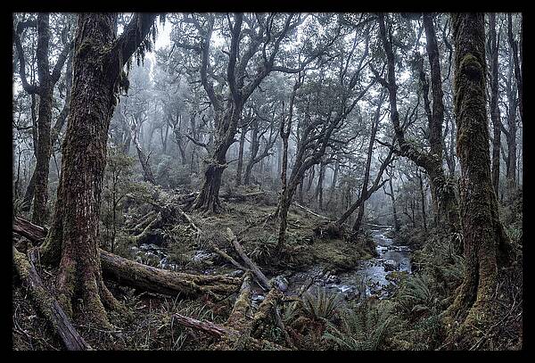 Mystical Serenity Of Bialowieza Forest