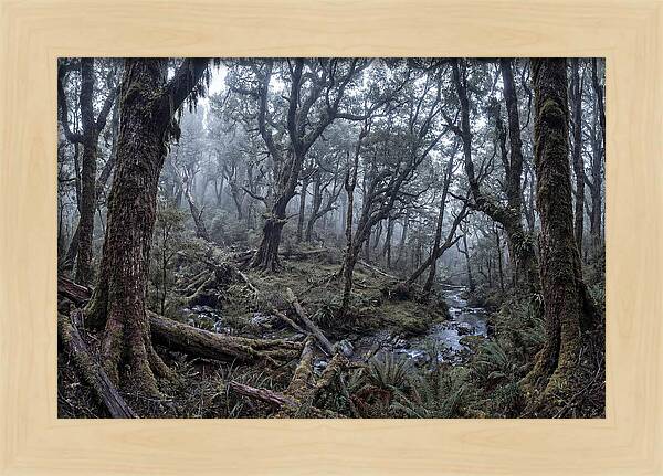 Mystical Serenity Of Bialowieza Forest
