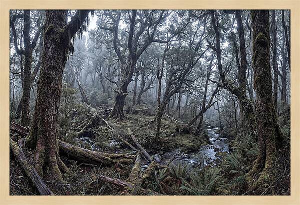 Mystical Serenity Of Bialowieza Forest