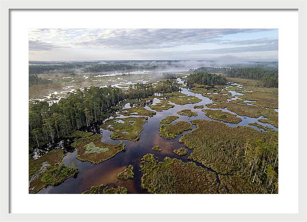 Mystical Waters Of Okefenokee