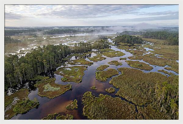 Mystical Waters Of Okefenokee
