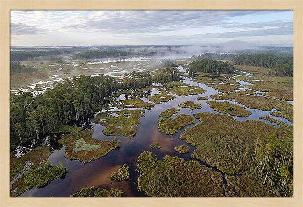 Mystical Waters Of Okefenokee