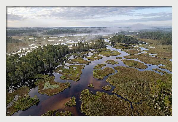 Mystical Waters Of Okefenokee
