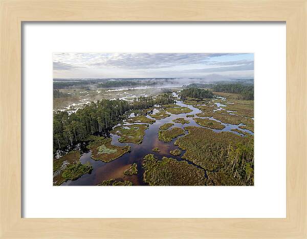 Mystical Waters Of Okefenokee