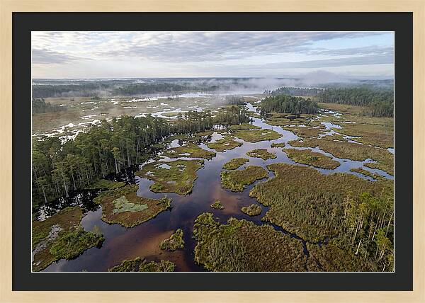 Mystical Waters Of Okefenokee