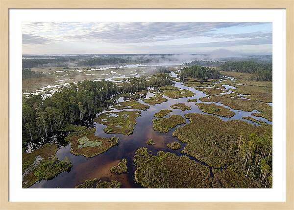 Mystical Waters Of Okefenokee