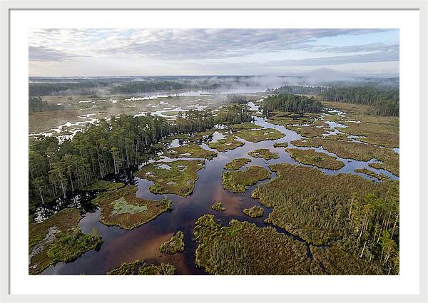 Mystical Waters Of Okefenokee