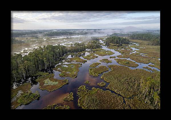 Mystical Waters Of Okefenokee