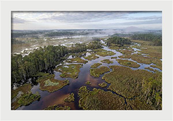 Mystical Waters Of Okefenokee