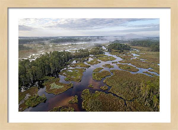 Mystical Waters Of Okefenokee