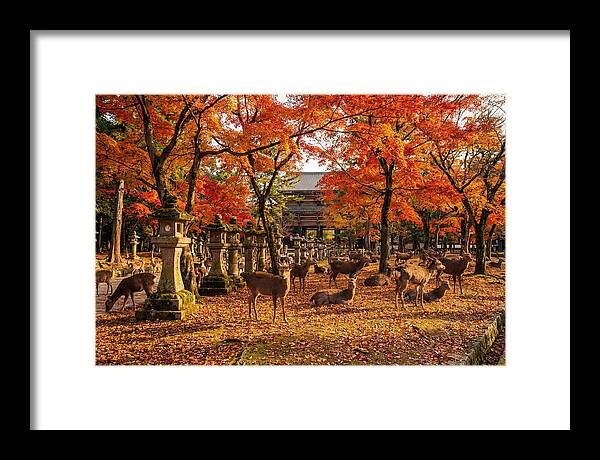 Nara Park In Autumn