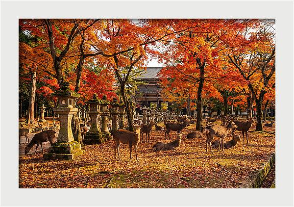 Nara Park In Autumn