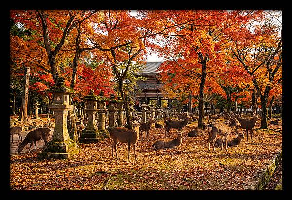 Nara Park In Autumn