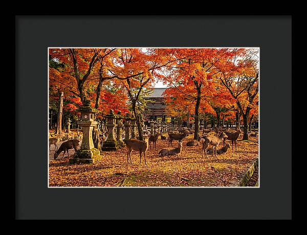 Nara Park In Autumn