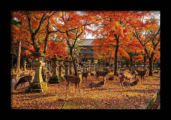 Nara Park In Autumn