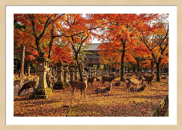 Nara Park In Autumn