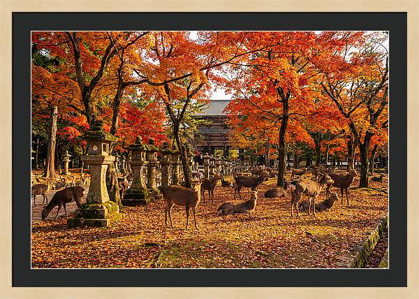 Nara Park In Autumn