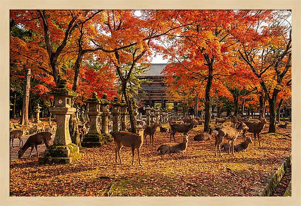 Nara Park In Autumn