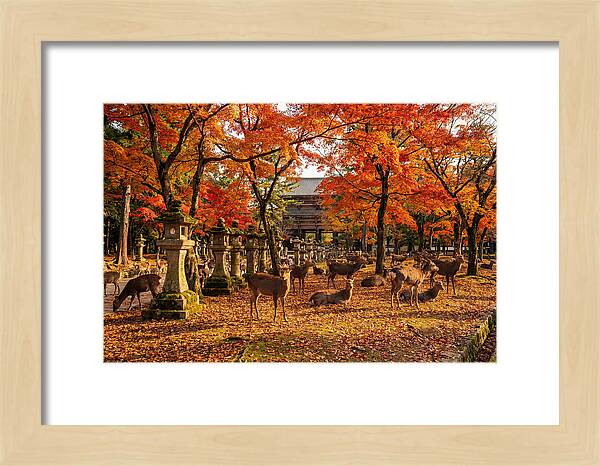 Nara Park In Autumn