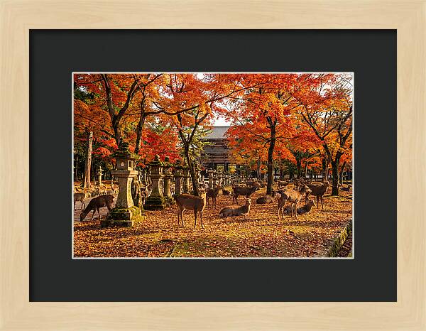 Nara Park In Autumn