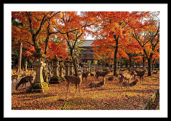 Nara Park In Autumn
