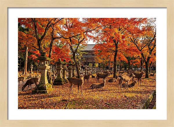 Nara Park In Autumn