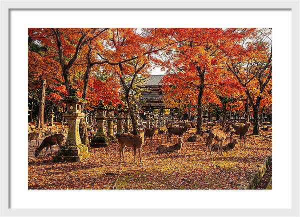 Nara Park In Autumn
