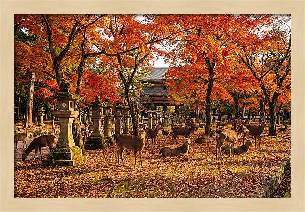 Nara Park In Autumn