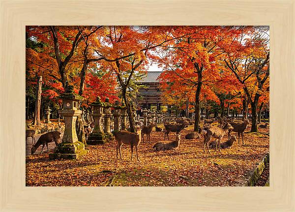 Nara Park In Autumn