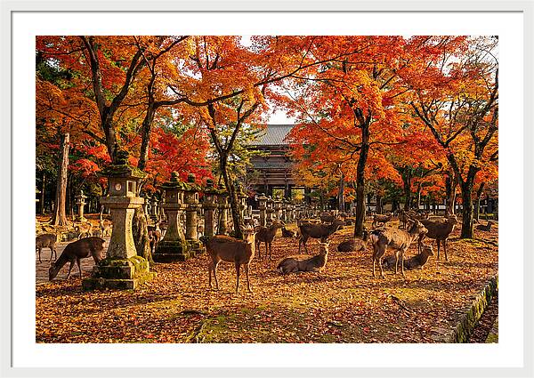 Nara Park In Autumn