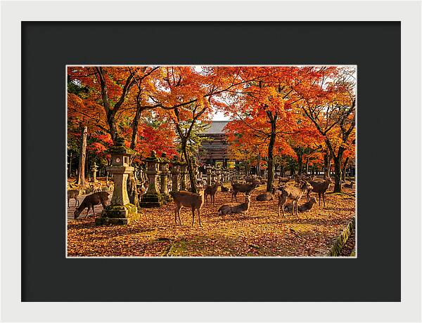 Nara Park In Autumn