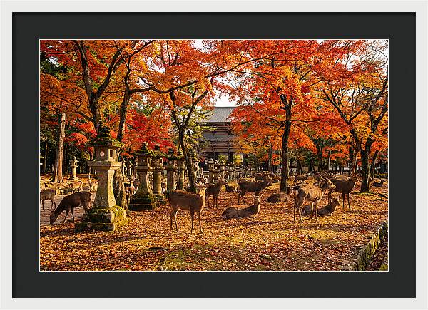 Nara Park In Autumn