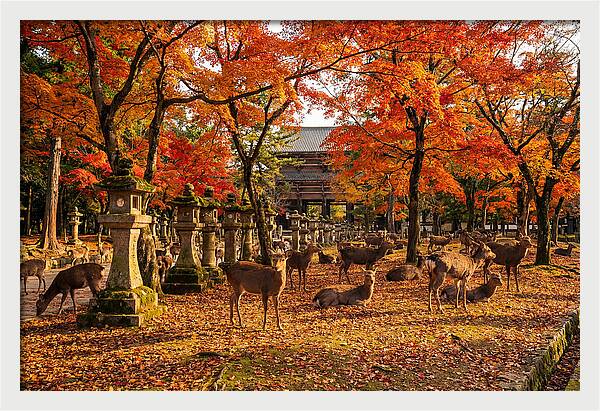 Nara Park In Autumn