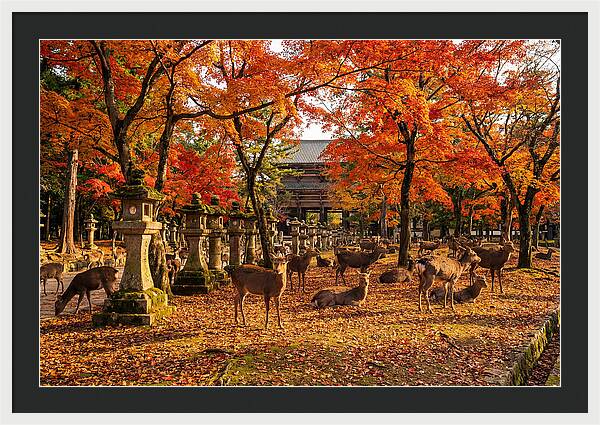 Nara Park In Autumn
