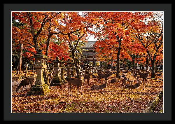 Nara Park In Autumn