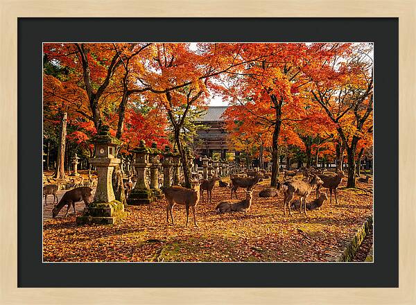 Nara Park In Autumn