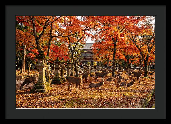 Nara Park In Autumn
