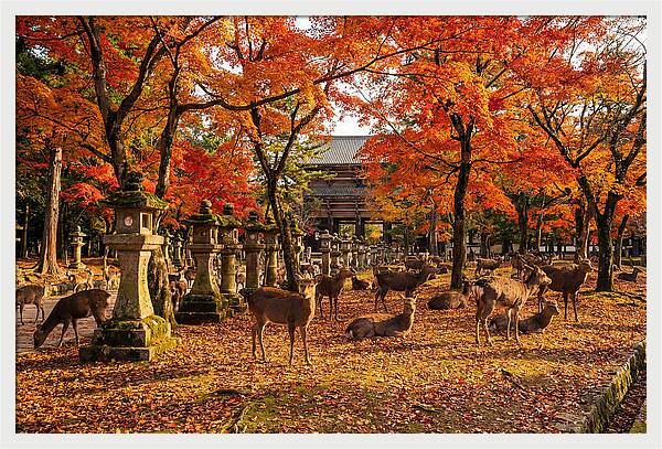 Nara Park In Autumn