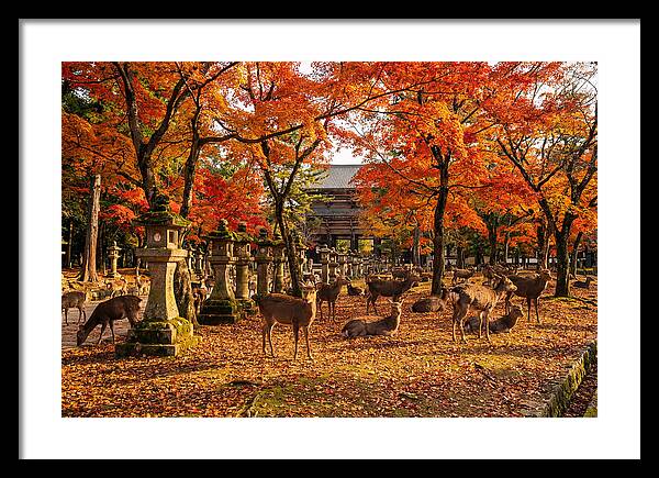 Nara Park In Autumn