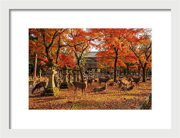 Nara Park In Autumn